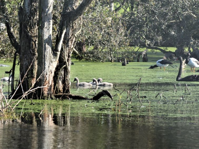 Black Swans