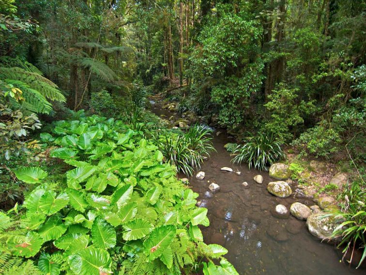 Brindle Creek. Photo:John Spencer