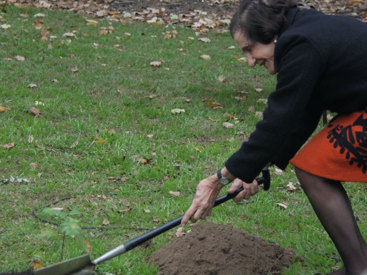 Oak tree planting by Gov NSW Marie Bashir in 2014