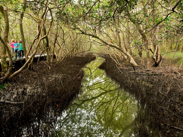 Coffs Creek Walk