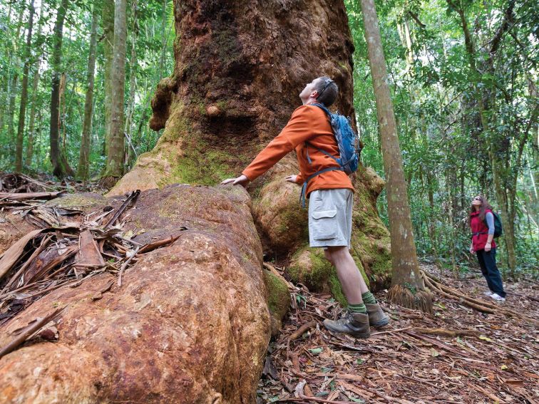 Discover ancient trees in Orara East State Forest