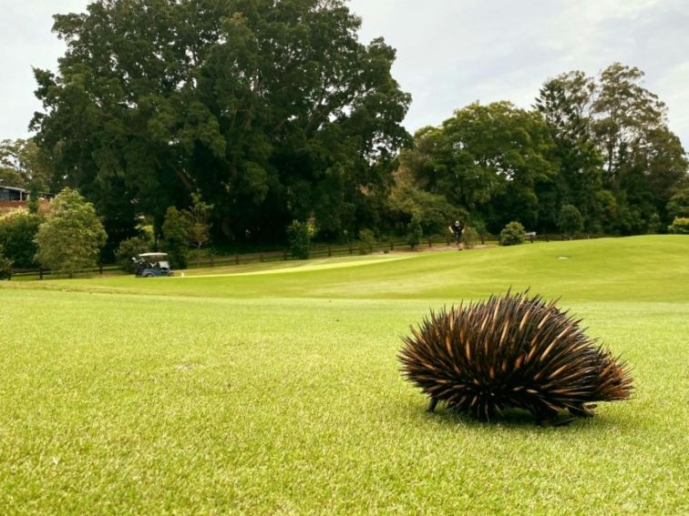 Echidna on golf course