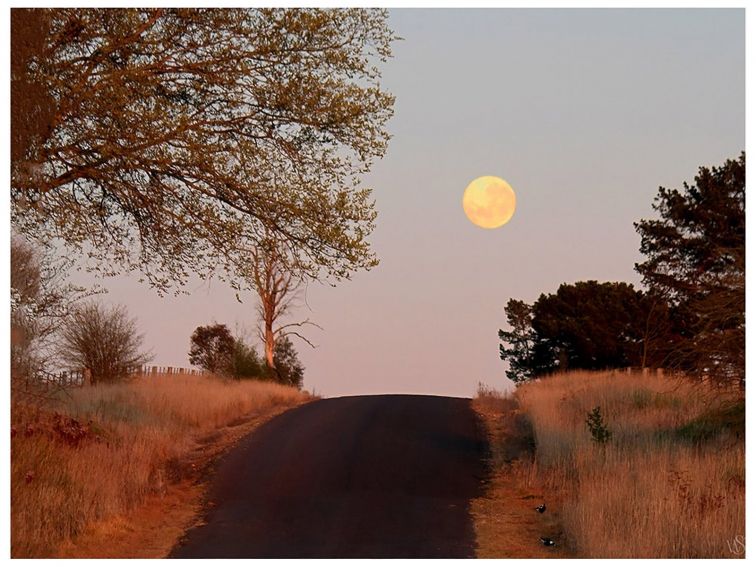 the moon hangs in the middle of the sky, a tree in left foreground and dark road through the centre