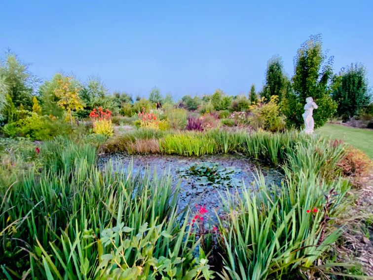 Water iris in Spring.