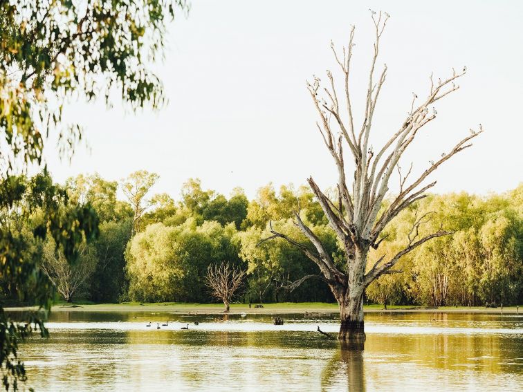 Wonga Wetlands