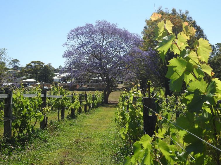 Jacaranda in the Vines