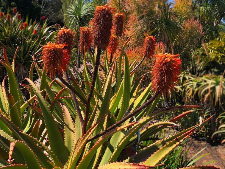 Cactus Flower