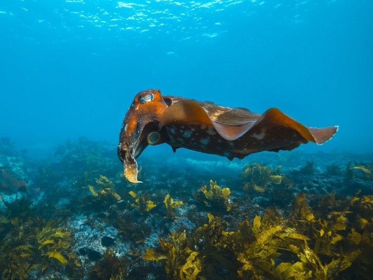 Snorkelling from Shelly Beach