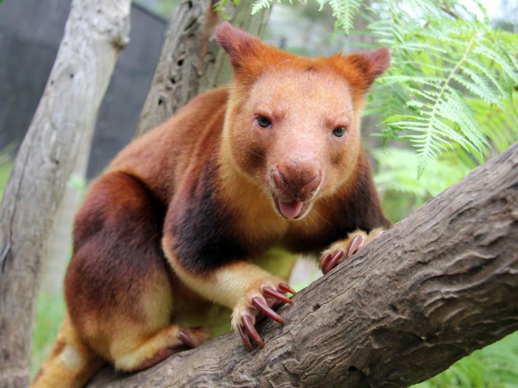 Goodfellow Tree Kangaroo