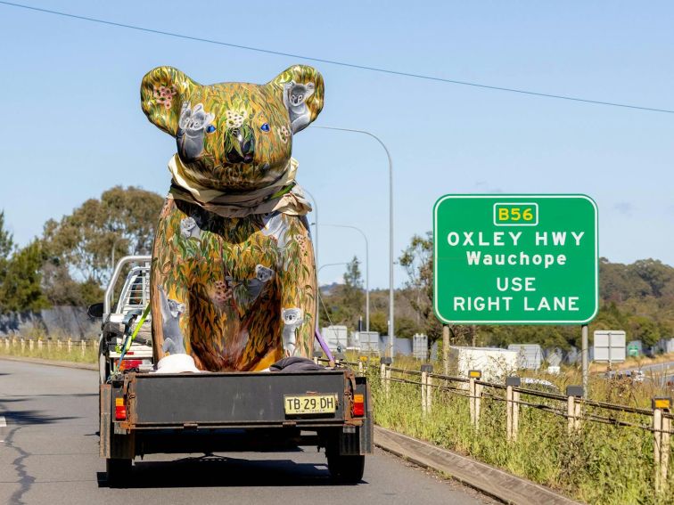 Big Koala moving