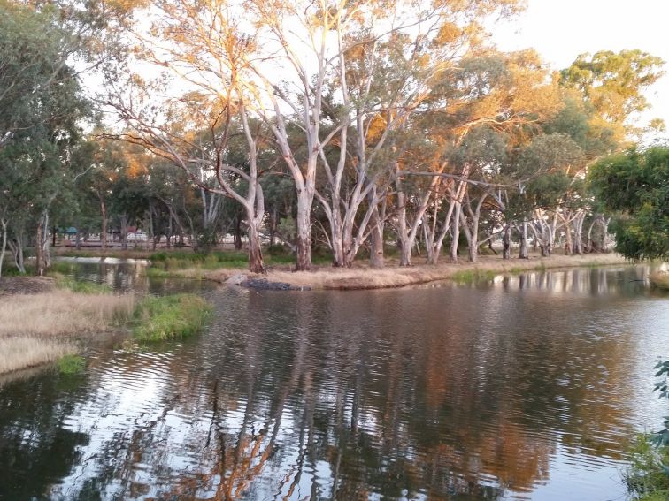 Plenty of birds at the wetlands