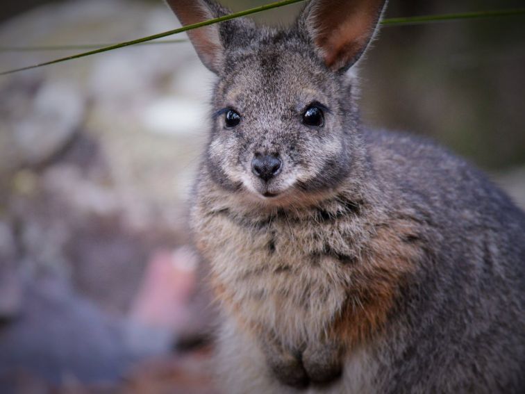 Tamar Wallaby