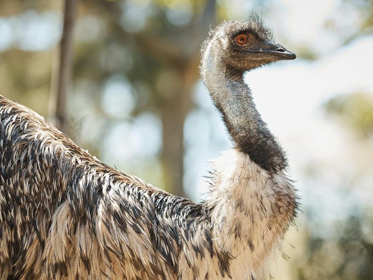 Emu