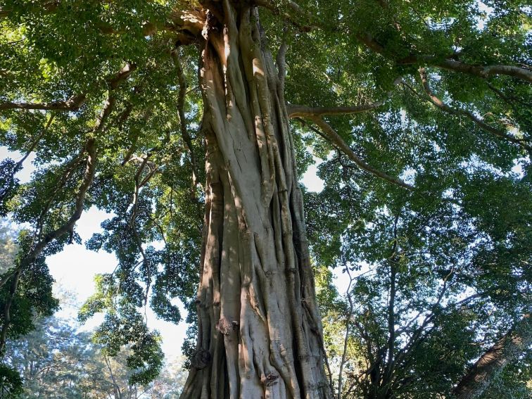 Big Fig Tree