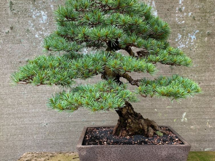 Japanese White Pine Bonsai