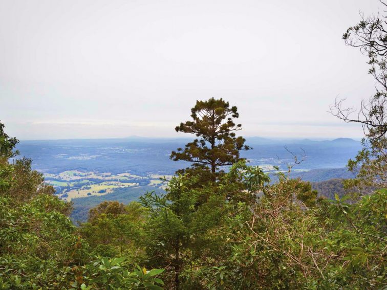 Slingsbys trail and Syndicate Ridge track, Dorrigo National Park. Photo: Rob Cleary