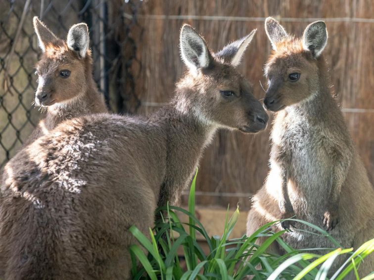 Wallabies