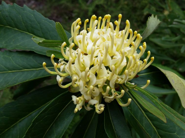 White Waratah amongst the other natives