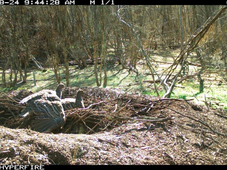 Mallee fowl