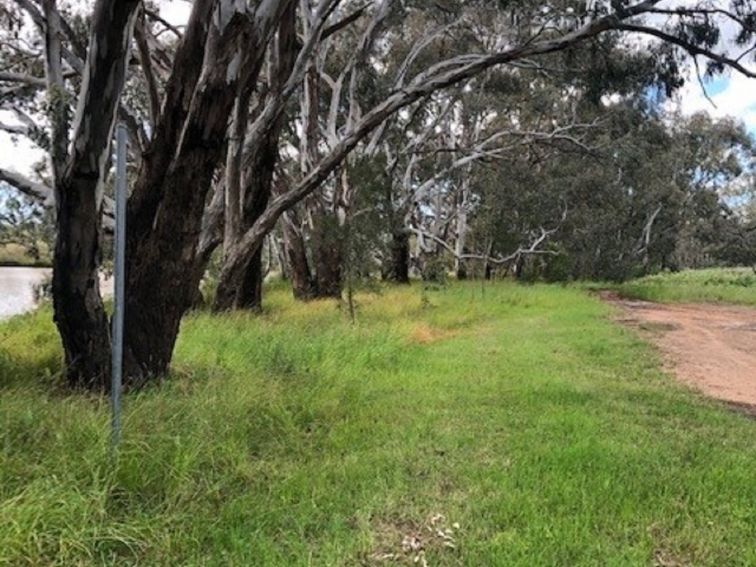 Tree line at Bogan Weir