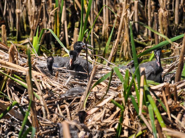 Gwydir Wetlands