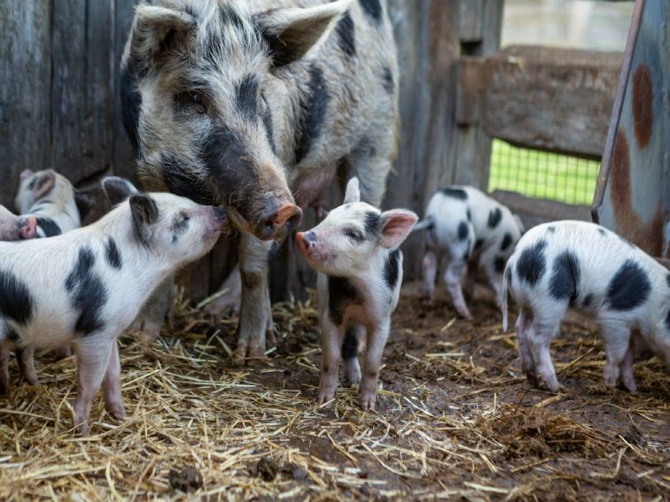 Tocal Pigs