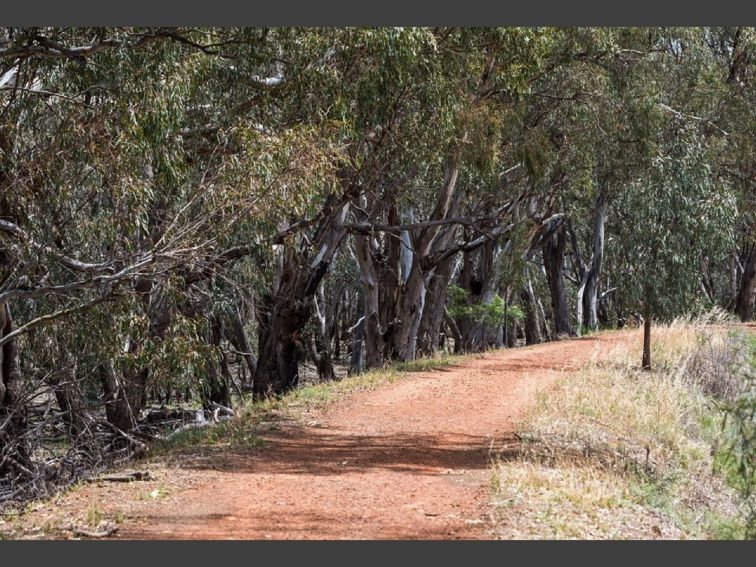 walking track