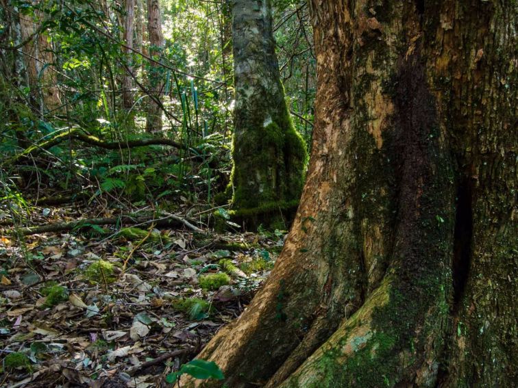 Hidden Treasure trail, Copeland Tops State Conservation Area. Photo: John Spencer.