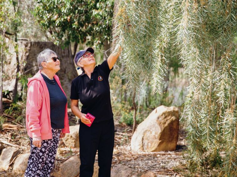 Grenfell Endemic Garden NSW Government