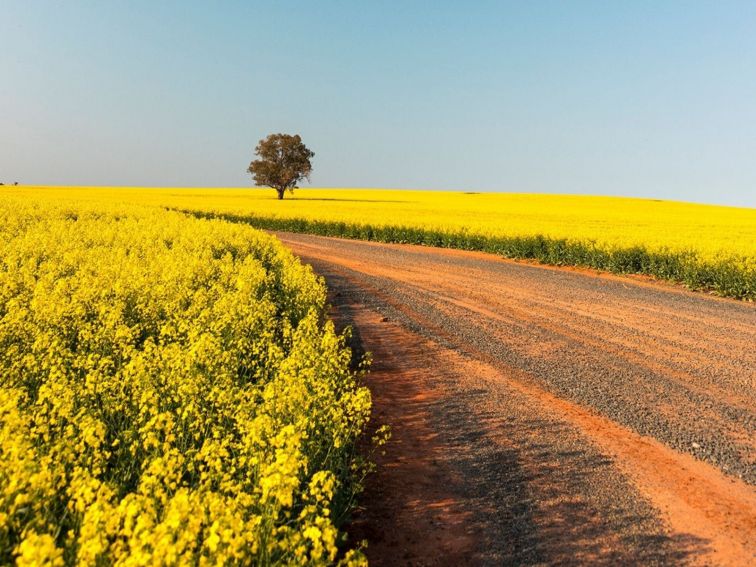 Canola Trail