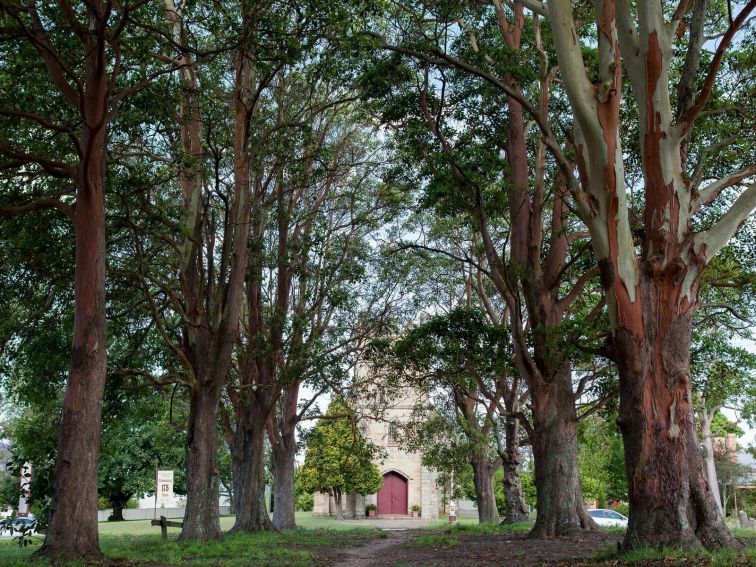 Avenue of Trees and St James Church at Morpeth