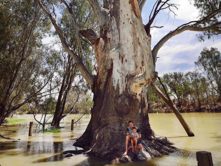 people under big tree