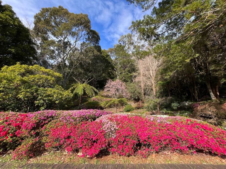 azaleas