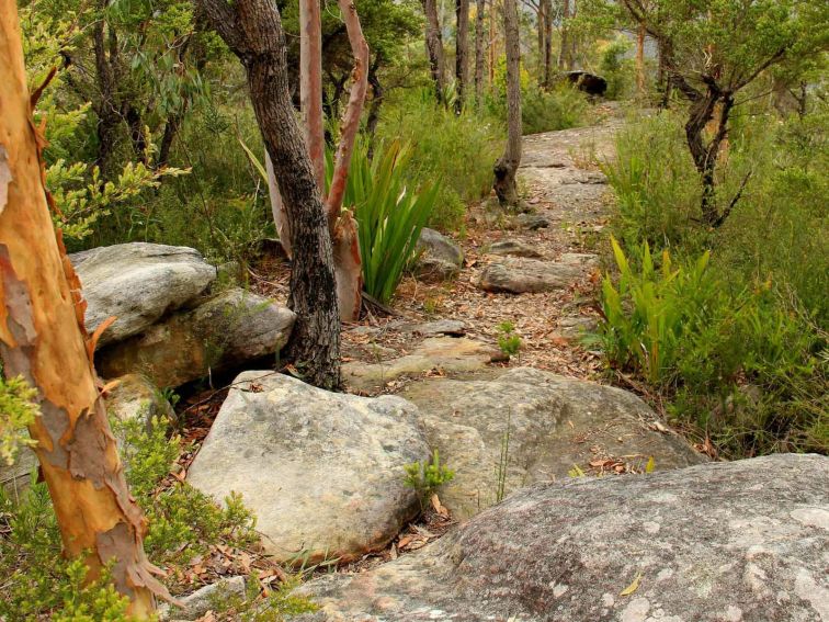 Mount Olive Track, Popran National Park. Photo: John Yurasek