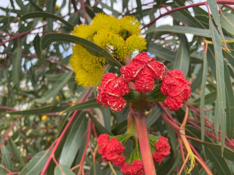 yellow and red flowers with gum leaves in background
