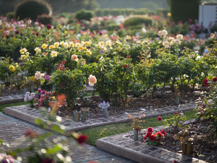 Woronora Memorial Park Roses