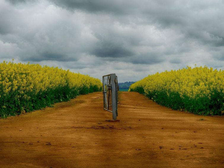 Canola Trail