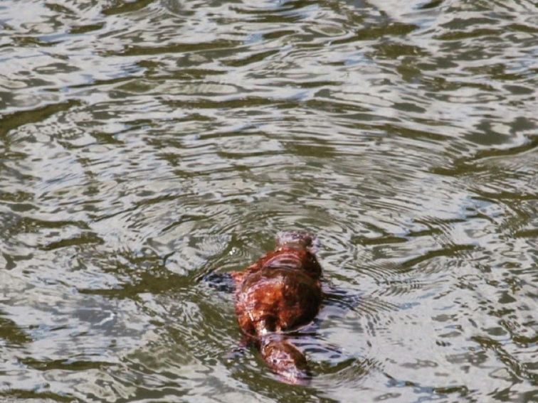 Bombala Platypus Reserve