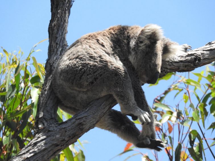 Koala asleep in the heat