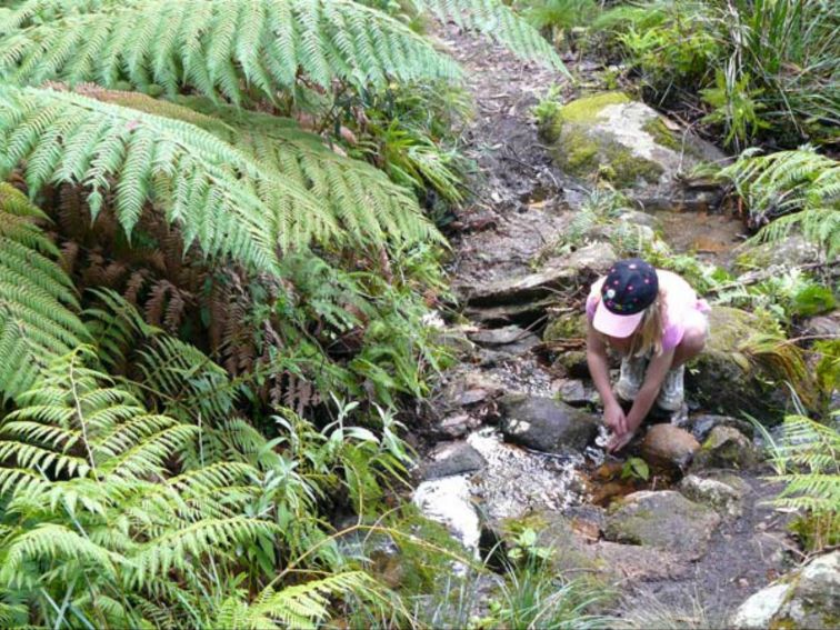 Barokee to Native Dog Creek walk