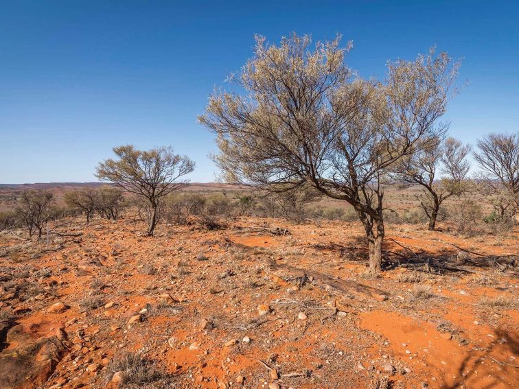 White cypress trees in the western plains desert landscape along Western Ridge walking track