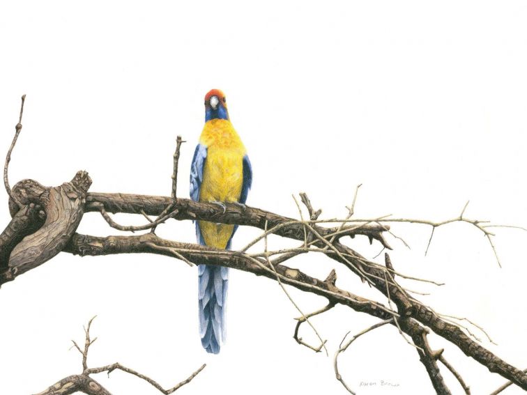 Artwork of Rosella, Sentry by Karen Brown