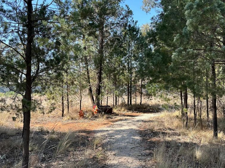 A repainted oil drum with a fake grass mat positioned along a gravel track running through pines