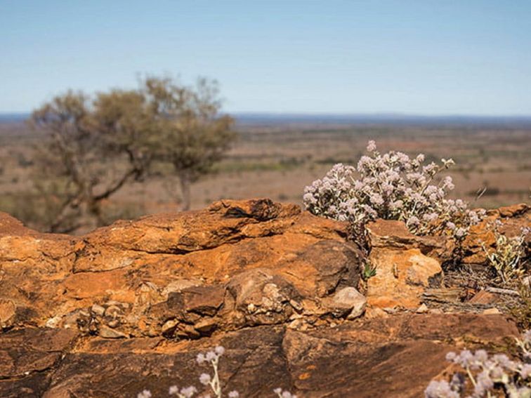 Silver tails, also known as smoke or cotton bush, blooms along western ridge walking track