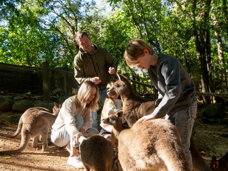 Byron Bay Wildlife Sanctuary