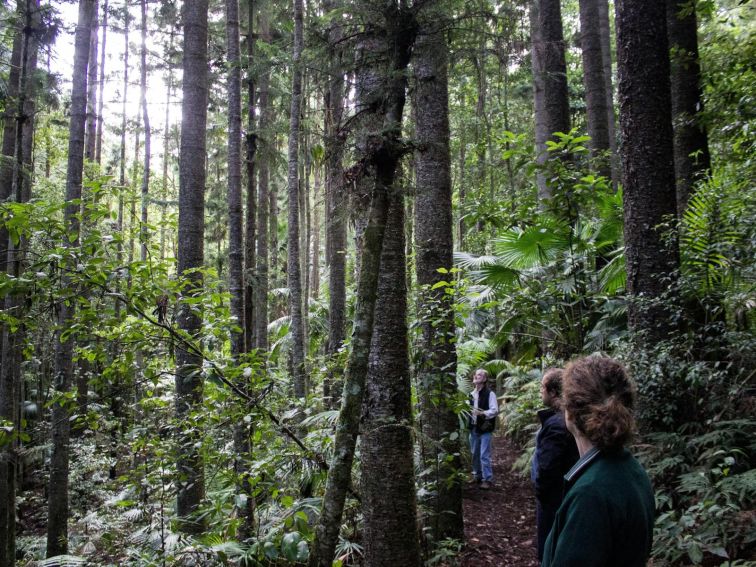 Walking track in Strickland State Forest