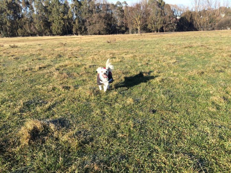 Dog playing