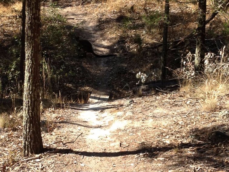 Mountain bike track