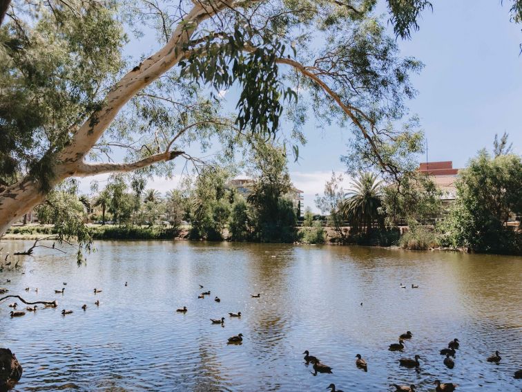 a view of a family of ducks floating in a lagoon