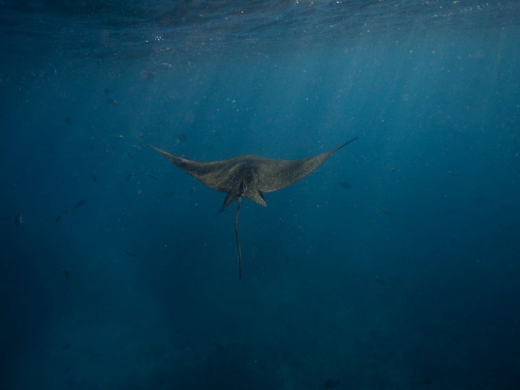 Ray at Cook Island